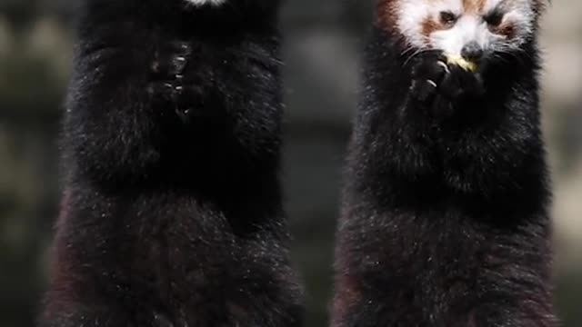 Two nice raccoons