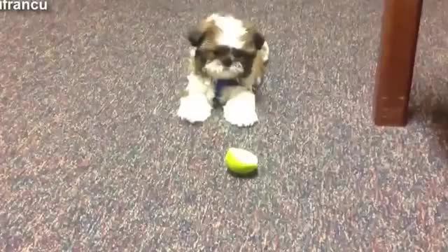 TRY NOT TO LAUGH Dog eats lemon