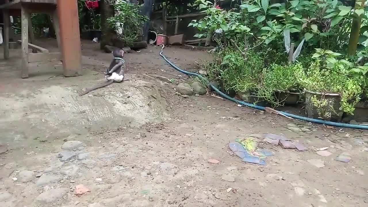 SAD! Training a monkey to walk upright