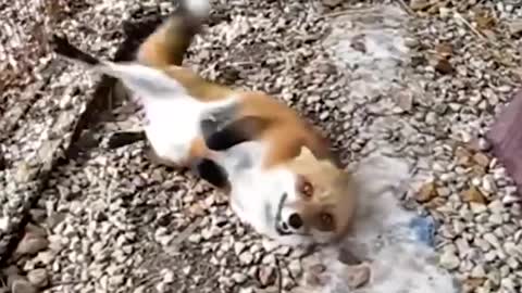 Who Said That Foxes Aren't Friendly Animals