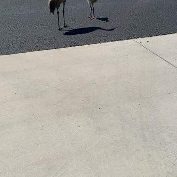 Sandhill crane family