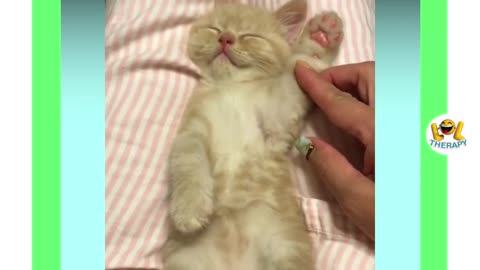 Cutest Kittens That Will Make Your Day