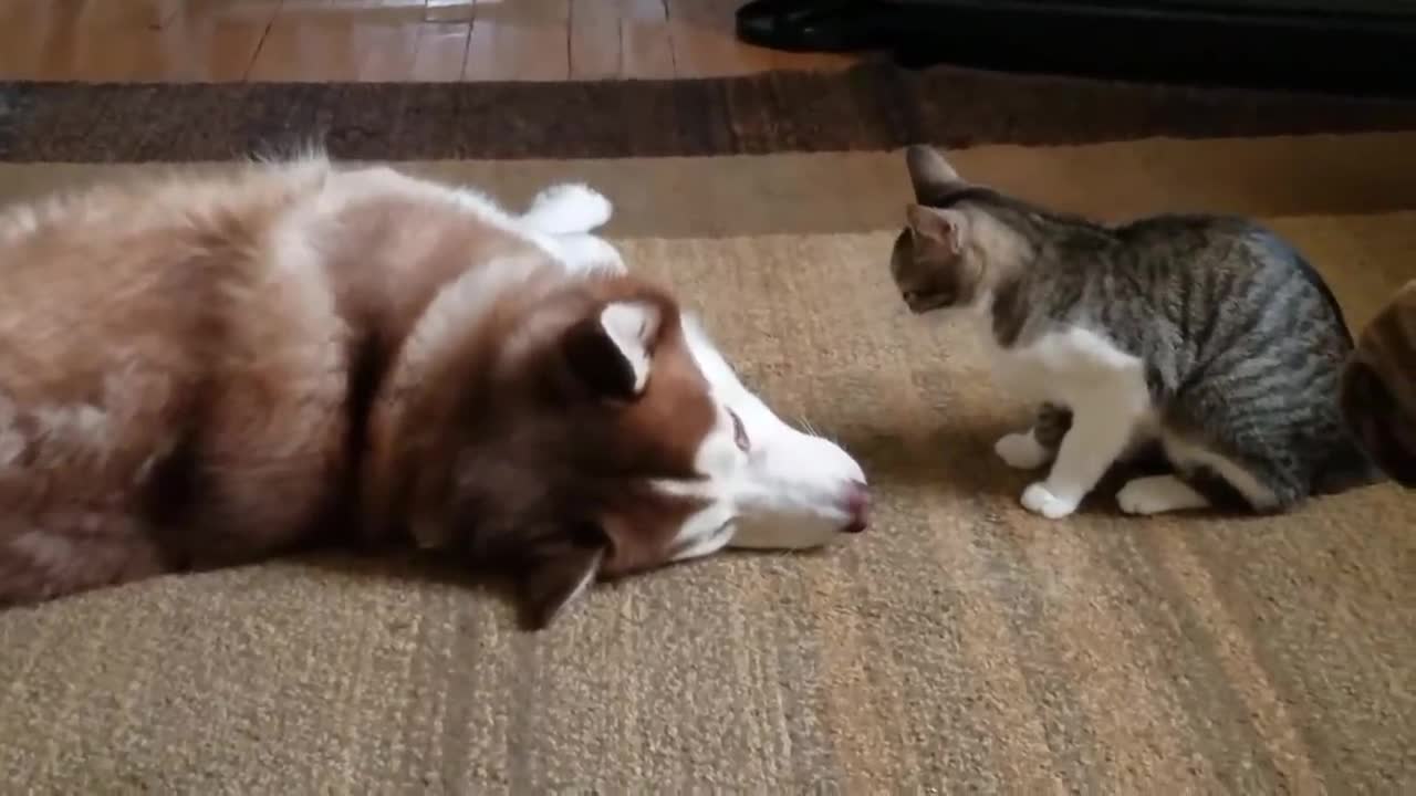 cat and dog life