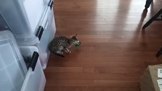 Savannah Kitten Attacking Bow