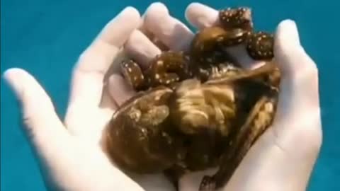 This baby octopus loves a good hug