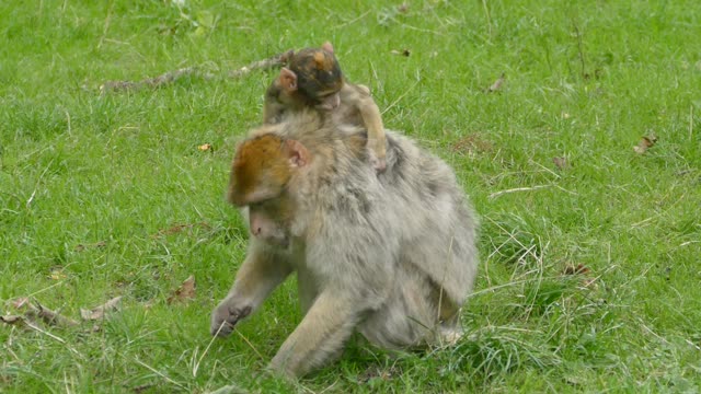 Funny monkey 🙊 mom ❤️ playing videos