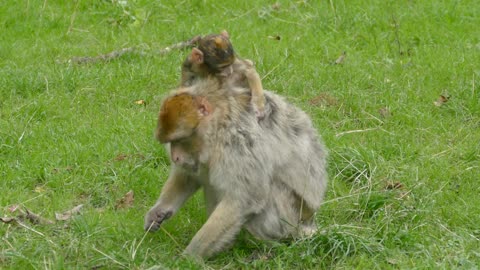 Funny monkey 🙊 mom ❤️ playing videos