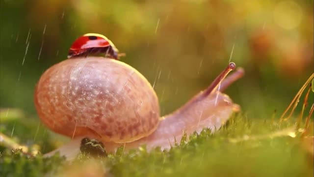The little snail has no contact, there is no communication silence is the beginning of alienation