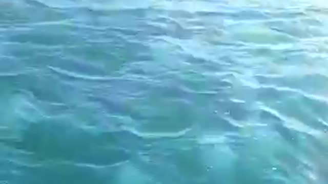 Sea Creatures - Fun but Itchy