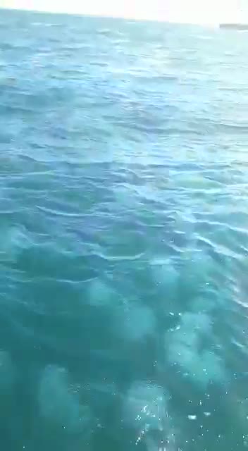 Sea Creatures - Fun but Itchy