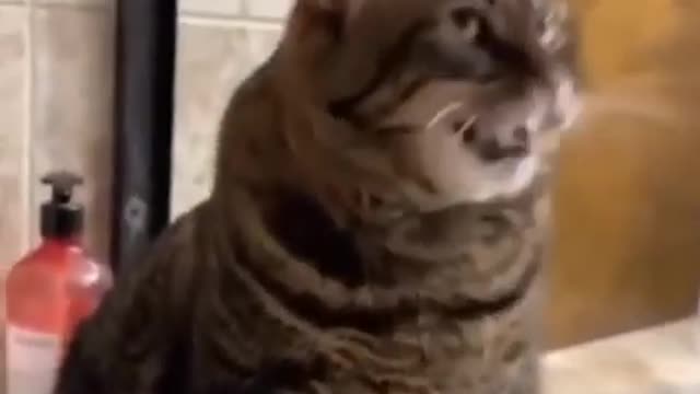 The Ultimate Viral Cat Video