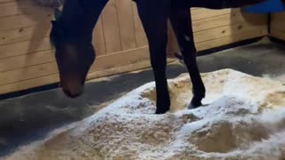 Secretariats grandson going to clean up his stall