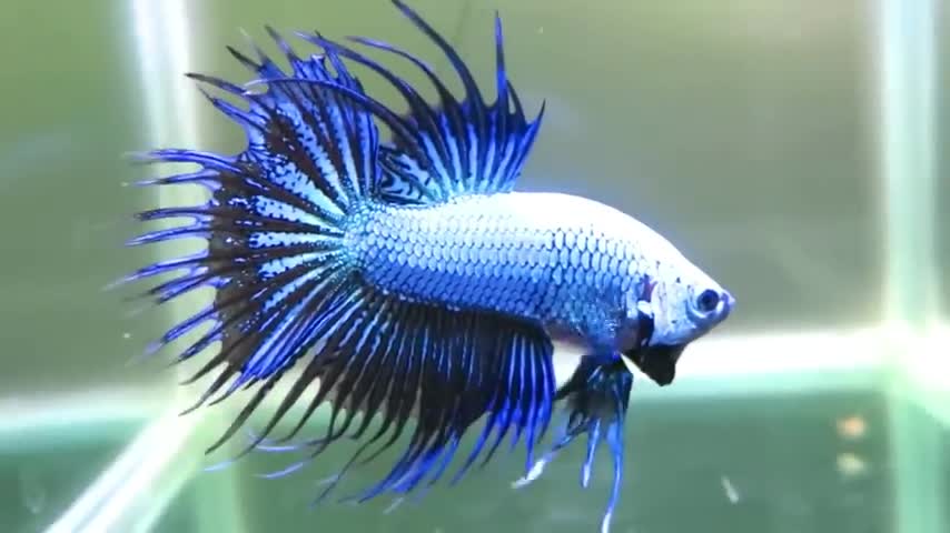 10 Most Beautiful Betta Fish in the World