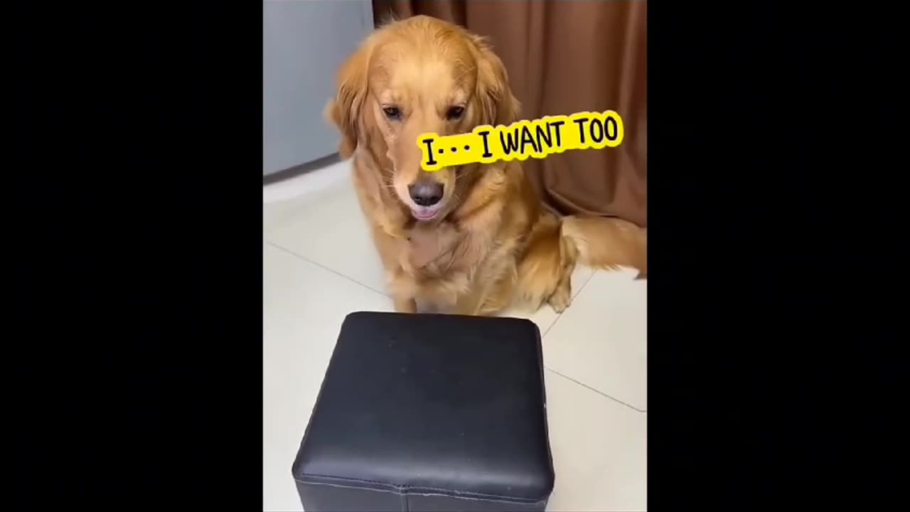 Dog video funny 2023