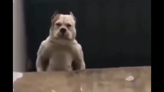 Dog funny video #shorts animal video ll #shorts