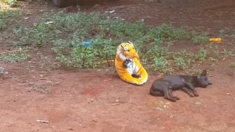 Prank dog & Fake Tiger Vs Dog and Man Prank Video