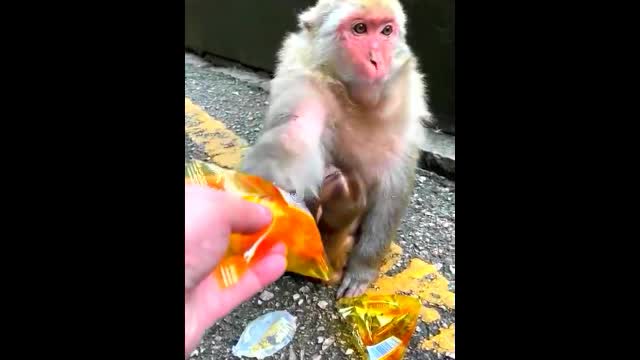 So Cute Baby Monkey- Monkey Animals 021