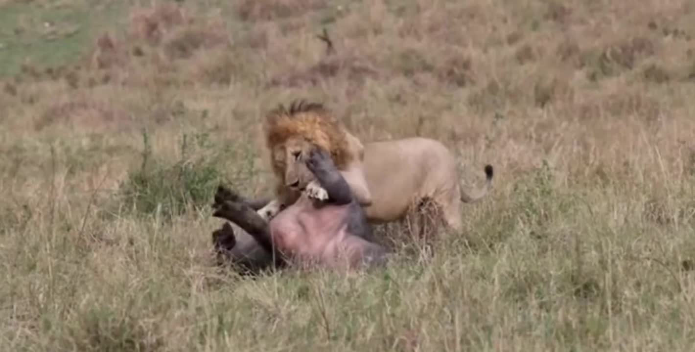 A lion kills a hippopotamus, pinning it down and eating it alive