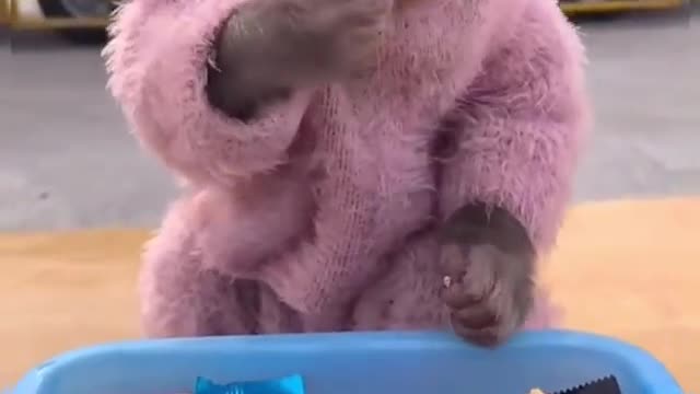 The monkey is cute to eat