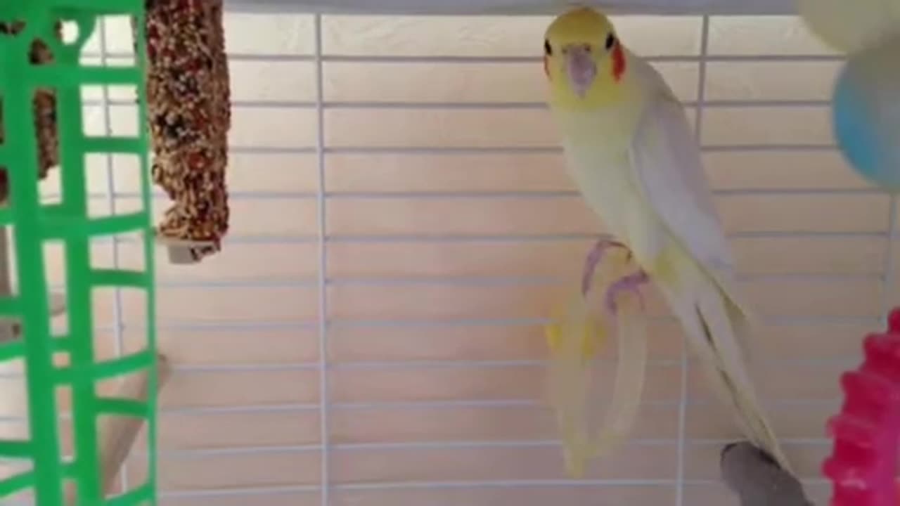 Cockatiel sings Andy Griffith theme song