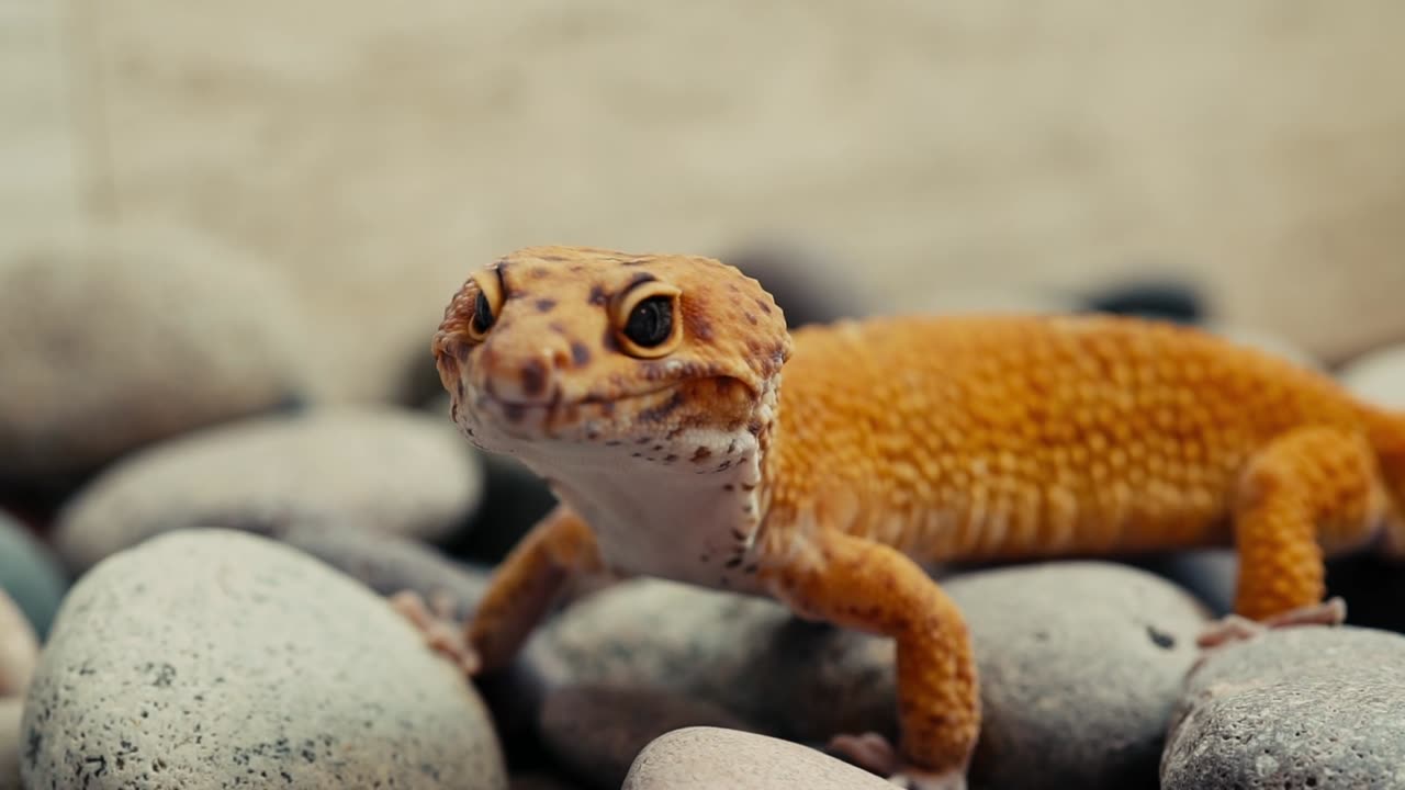 The Orange Lizard On Stone (4k)