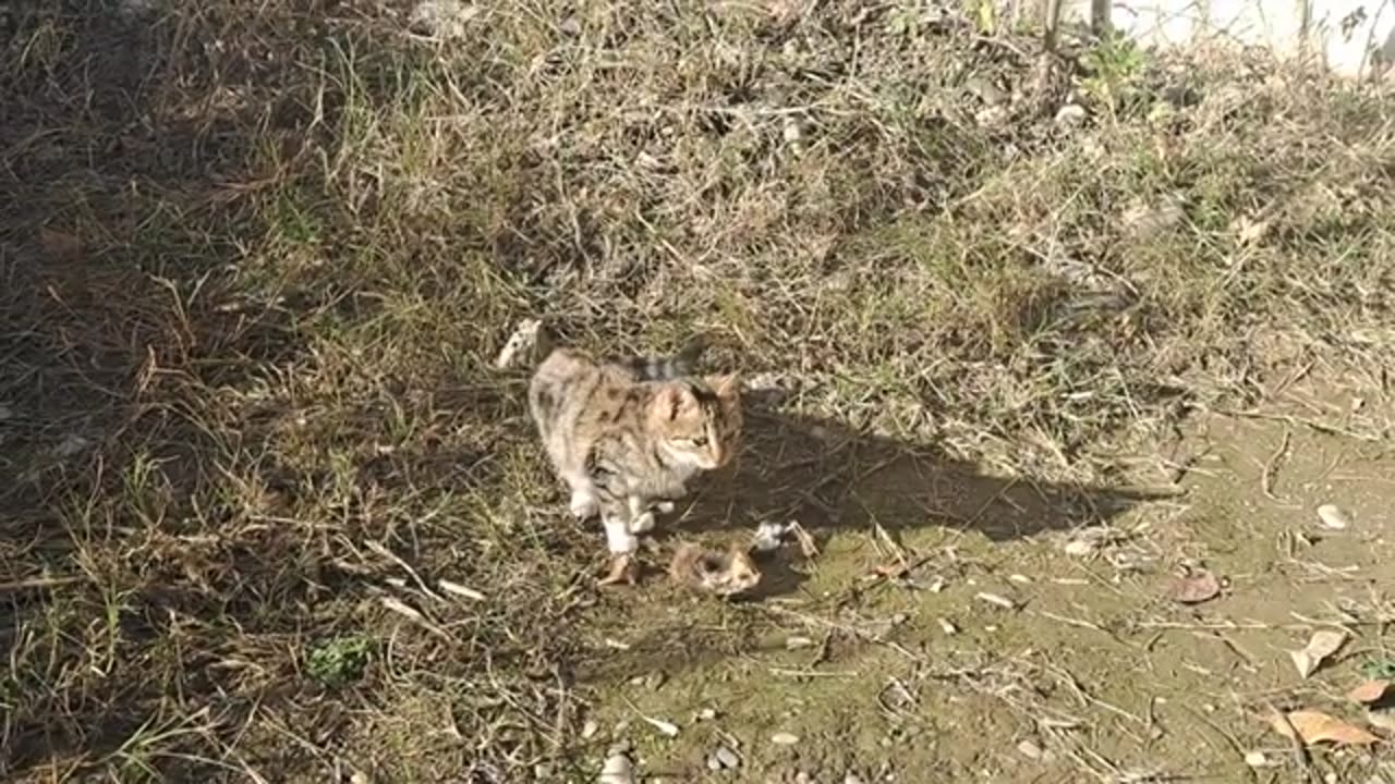 A cute kitten eats a fish's head.