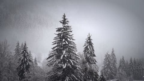 Winter and trees