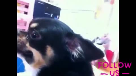 Funny animal Dog#dog