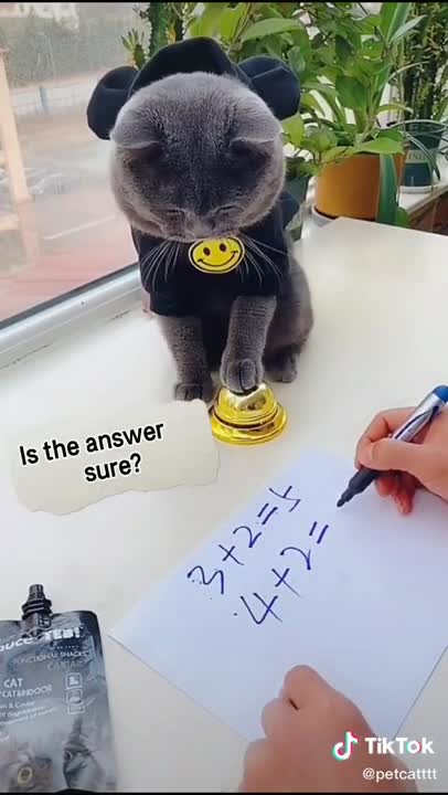 Lovely Cat, black cat, cats, funny cats, funny cat videos 1577