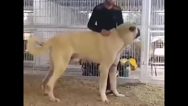 CANE CORSO NARKOZ KANGAL BARONUN DİŞLERİNİ GÖRÜNCE V8MOTORUNUN KONTAĞINI KAPATTI