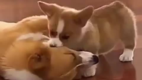 Cute love funny dogs videos