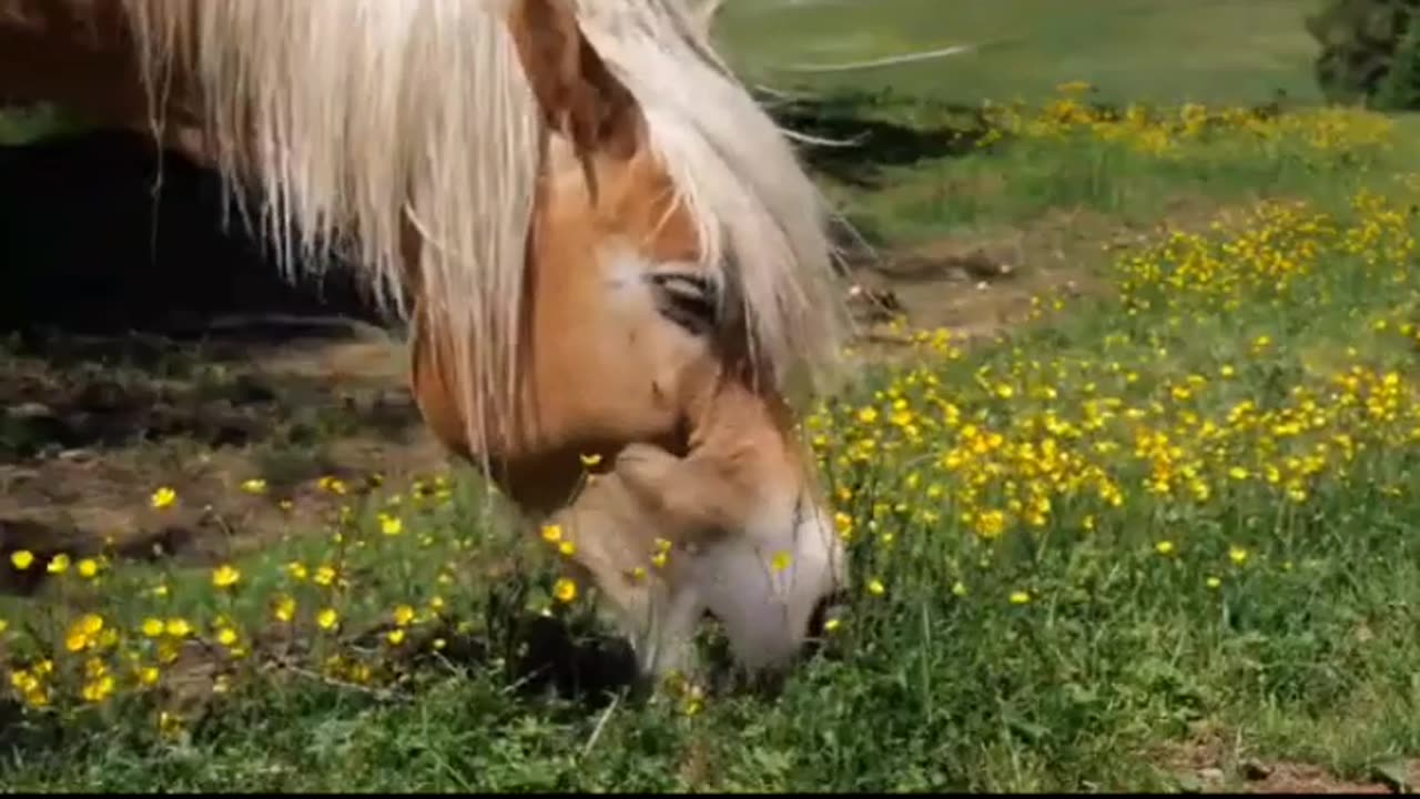 Horse video