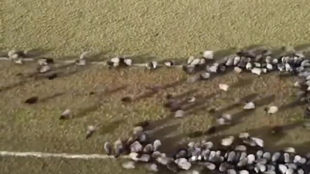 Sheep Herded Into The Shape Of A Needle For Virus Awareness