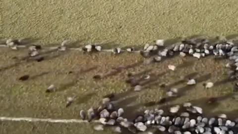 Sheep Herded Into The Shape Of A Needle For Virus Awareness