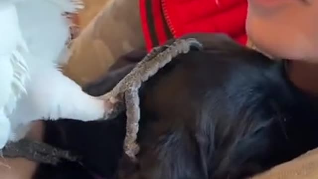 Dog Funny Video