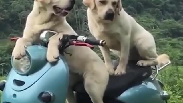 Cute and funny dog video