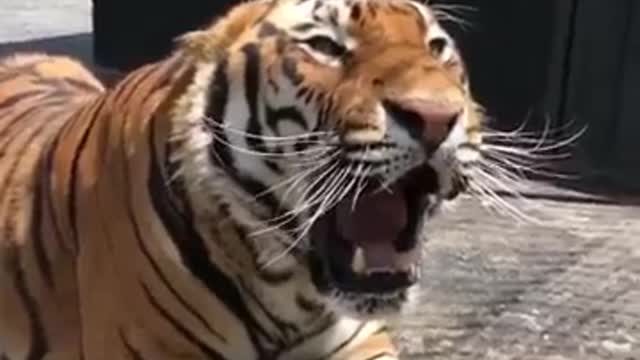 roaring tiger