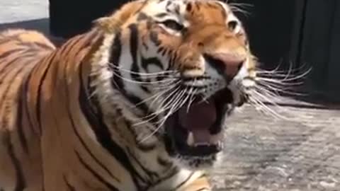 roaring tiger