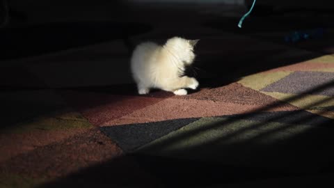 Cute Siamese kitten plays with String