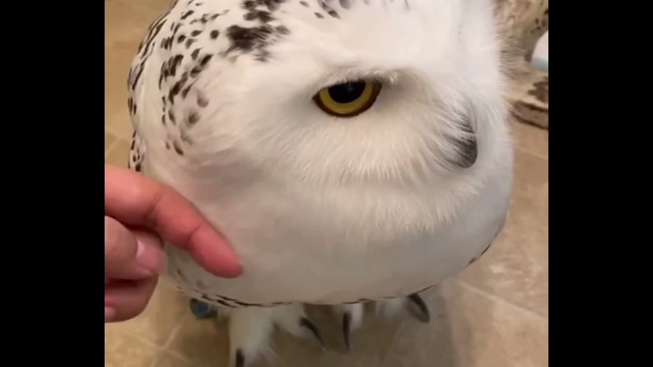 You must remind HARRY POTER after seeing this white Owl