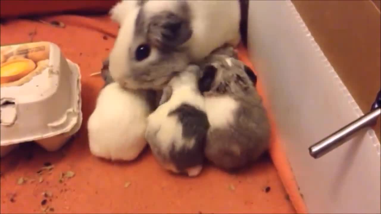 Baby Guinea Pigs Popcorning