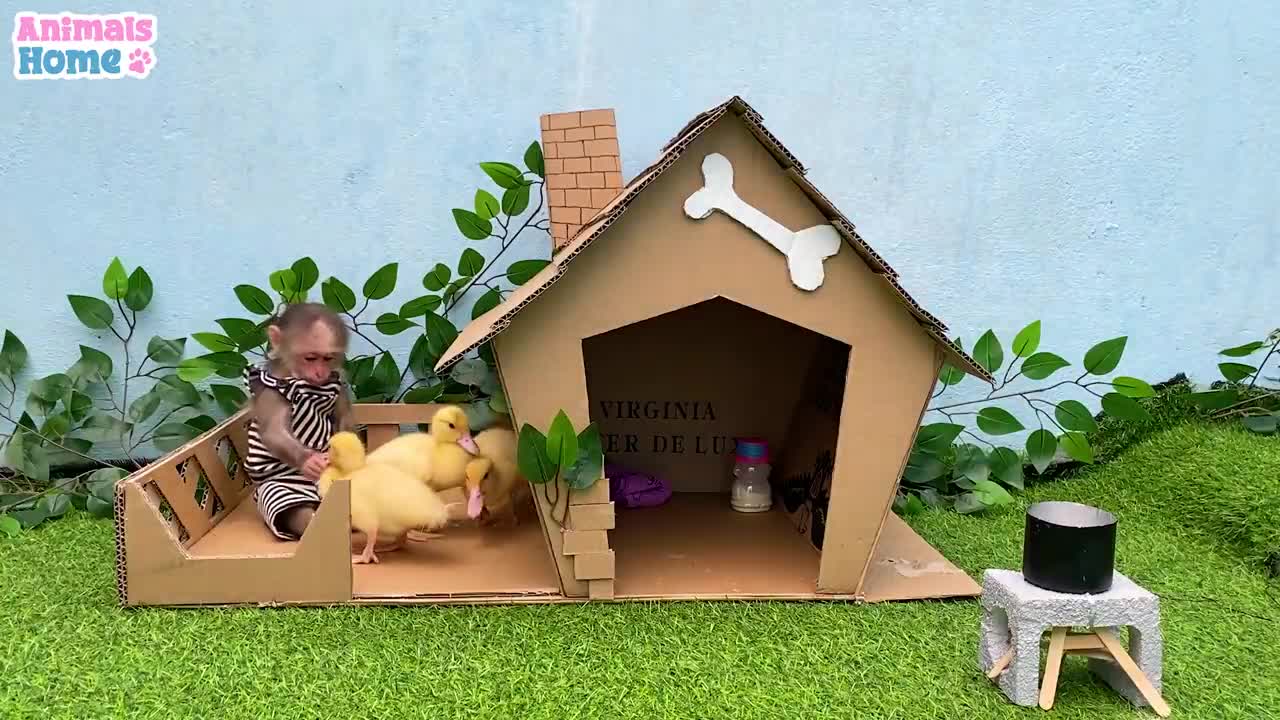 Bibi Helps Dad Take Care And Feed The Ducking