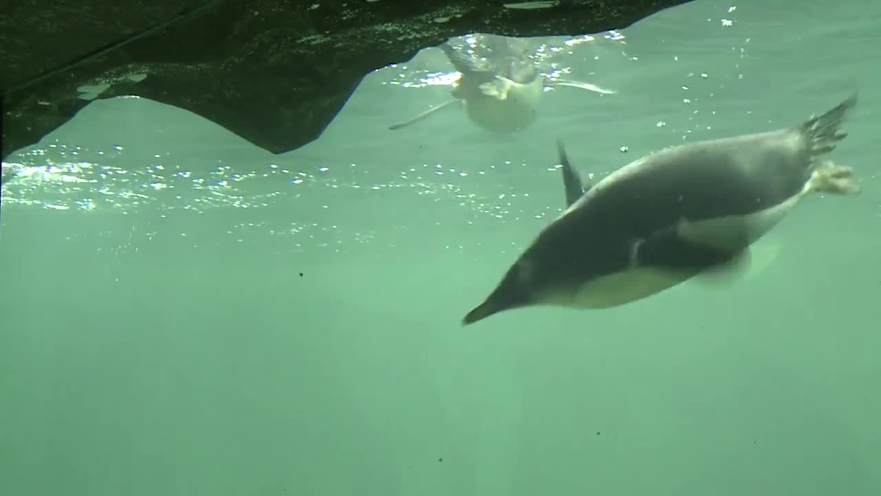 Penguins| Kansas city zoo Exhibits