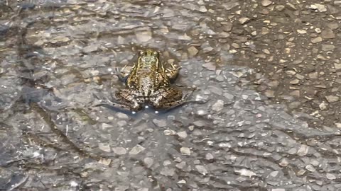 Caught a frog cooling off at the park