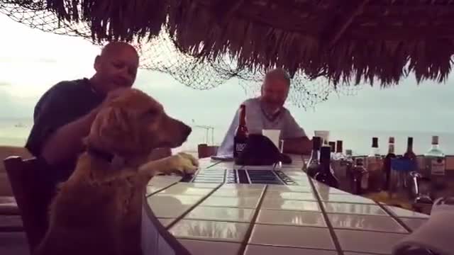 Dog High-Fives Bartender for Snack!