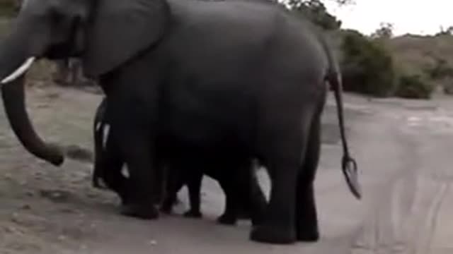 Baby elephant sneezed😂😊