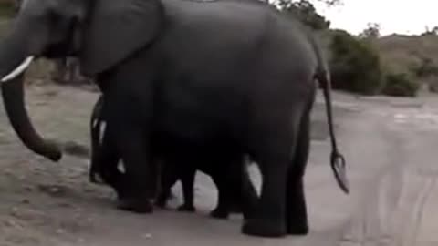 Baby elephant sneezed😂😊