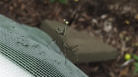 Garden Protector 7/5/24