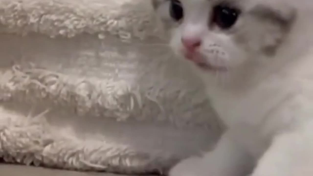 Funny Cats and Dogs Shorts Compilation 😂😂😂Ep 331