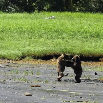 Nothing like a little afternoon wrestle!